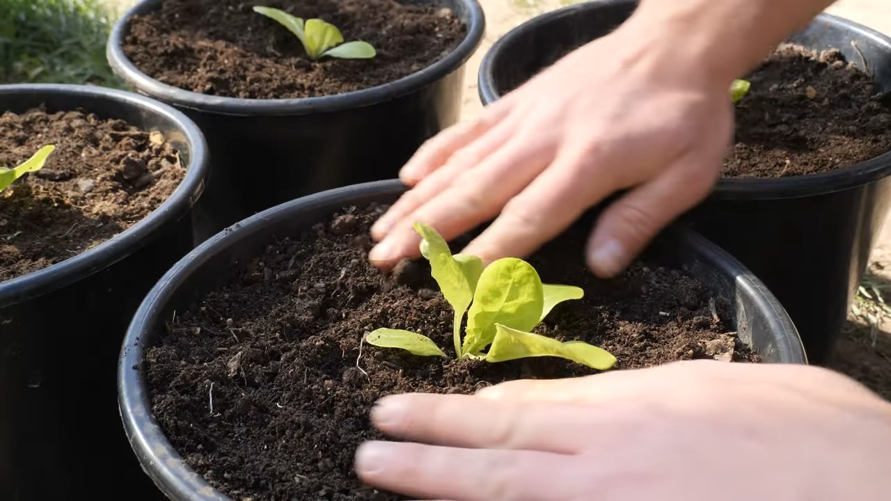 Growing Lettuce in Pots