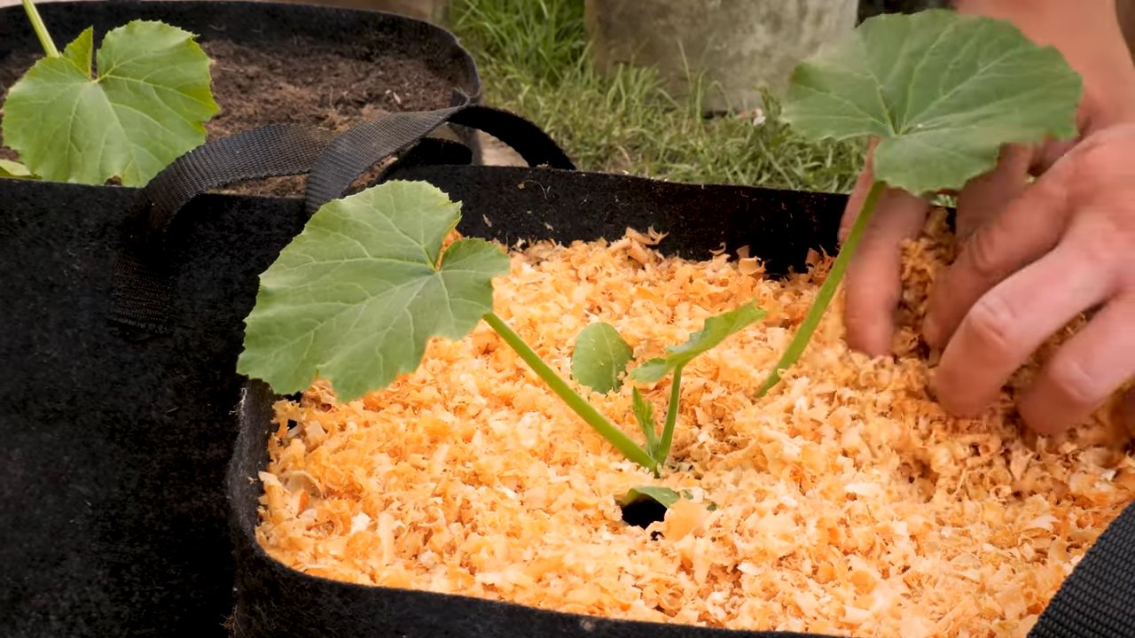 Grow Bags Zucchini Beginners