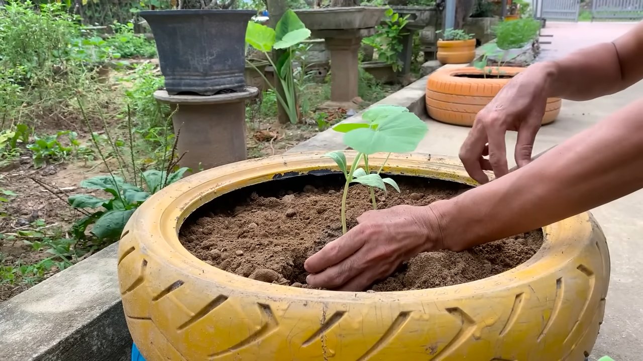 Growing Pumpkins in Tires