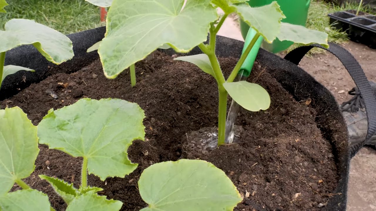 Ripen Lemon Cucumbers Quickly