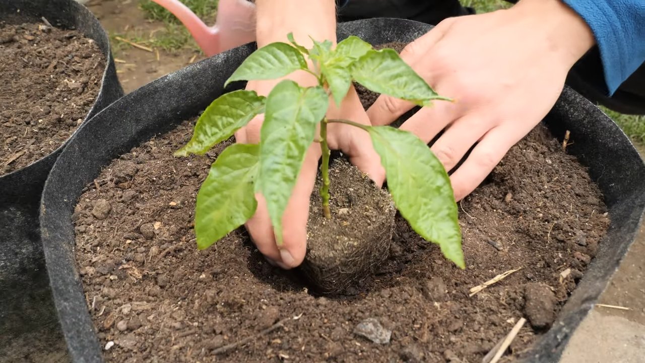 Growing habaneros successfully