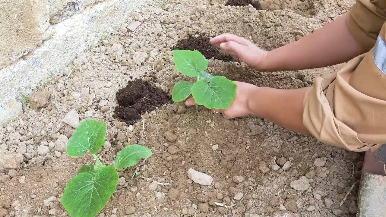 Growing Bottle Gourds