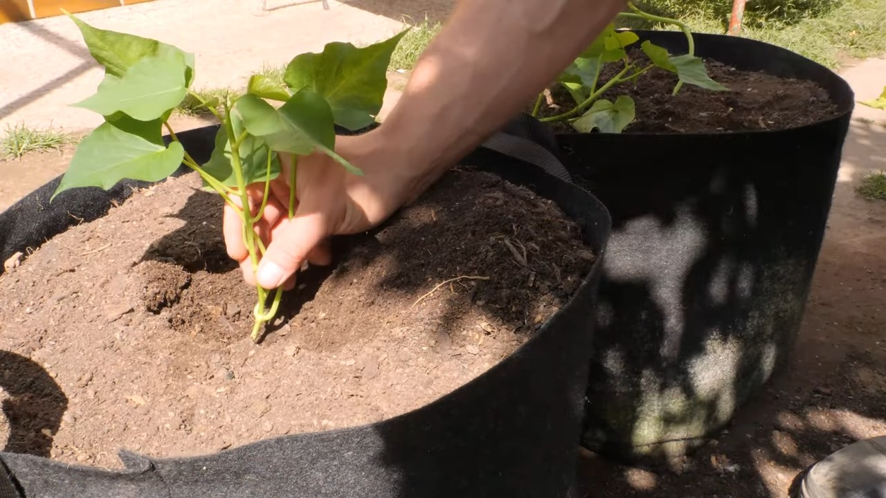 Growing Sweet Potatoes in Pots