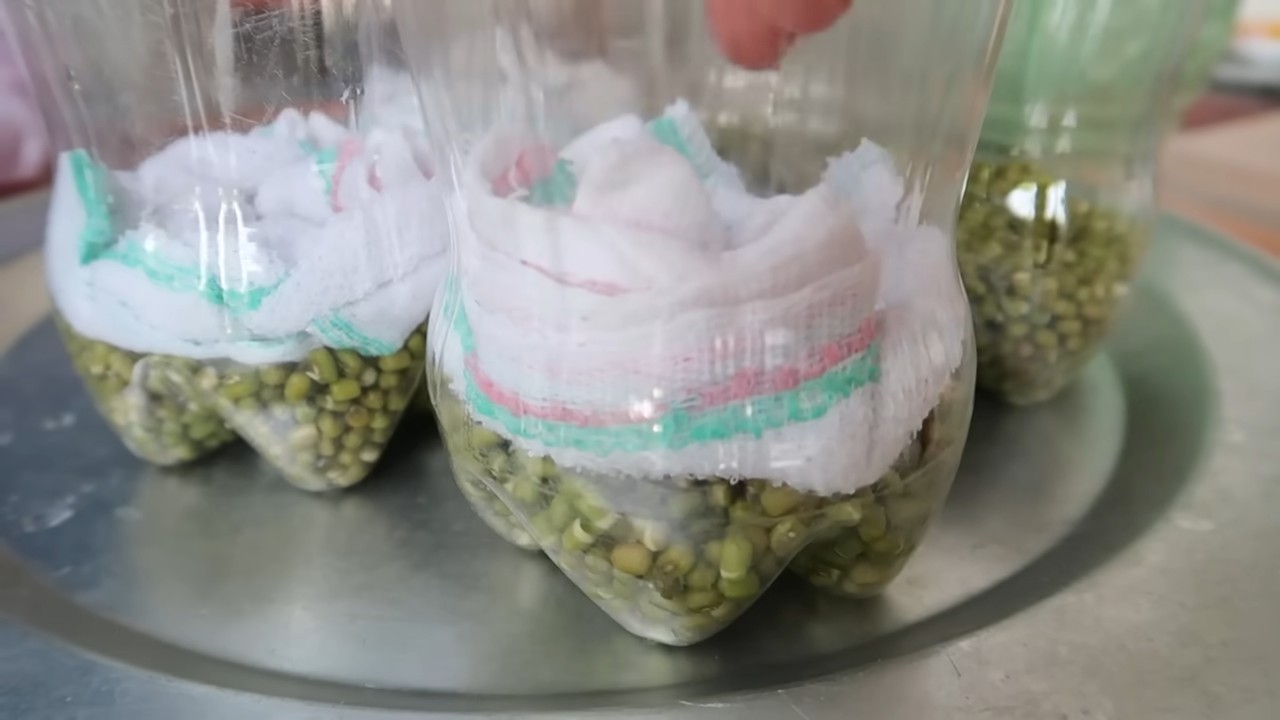 Mung Bean Sprouts DIY