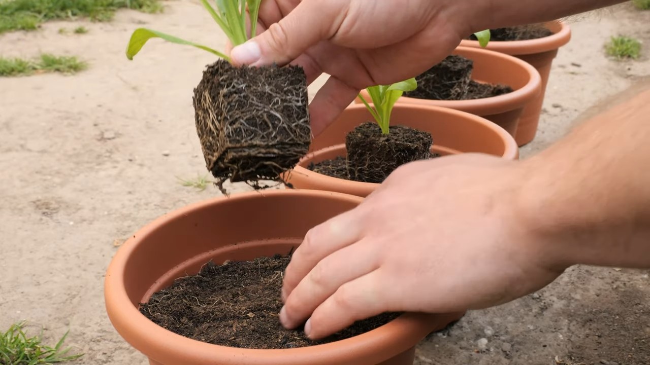 Growing Calendula from Seed