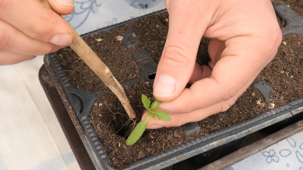 Growing Marigolds Successfully