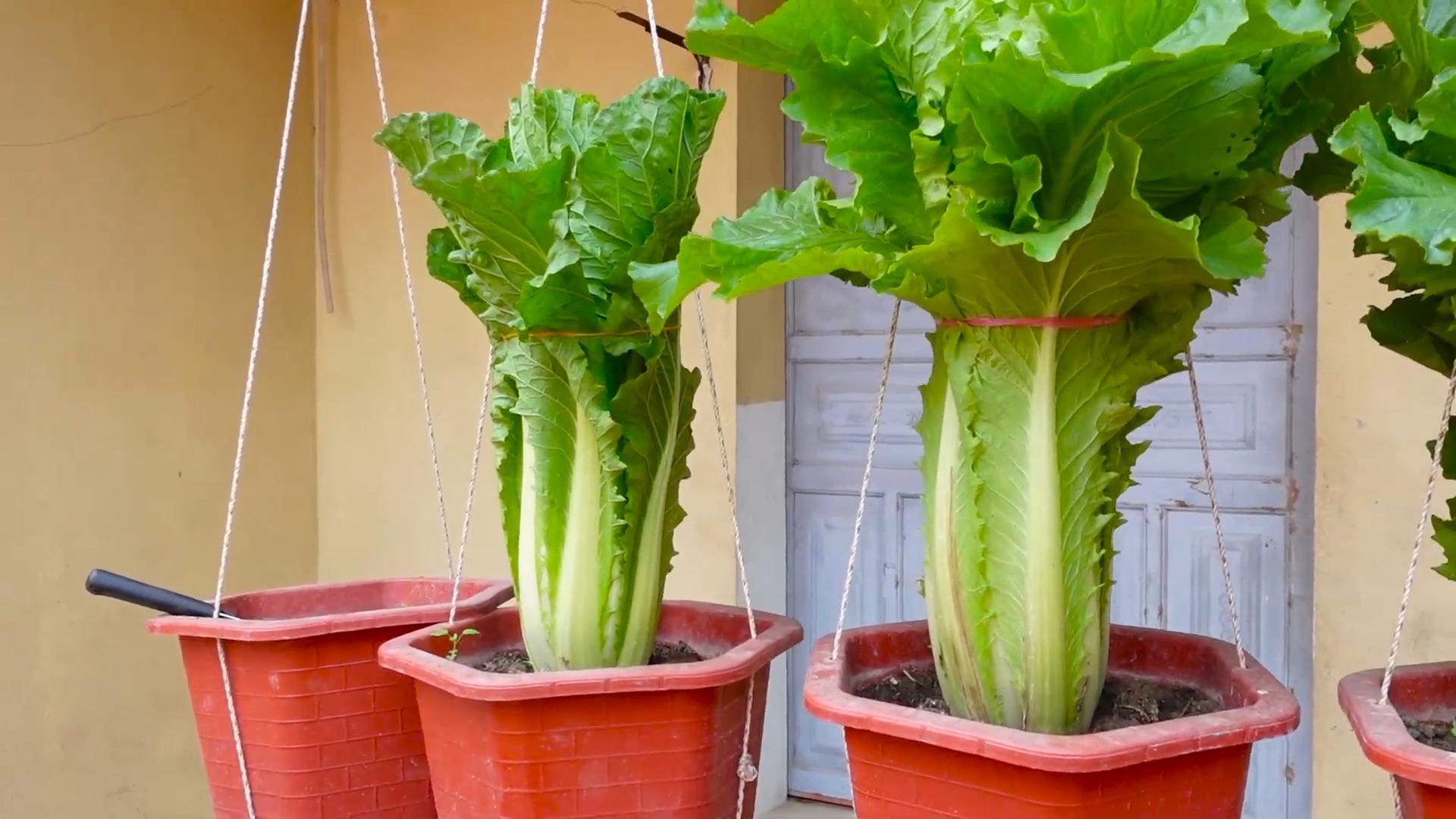 Harvest lettuce without garden