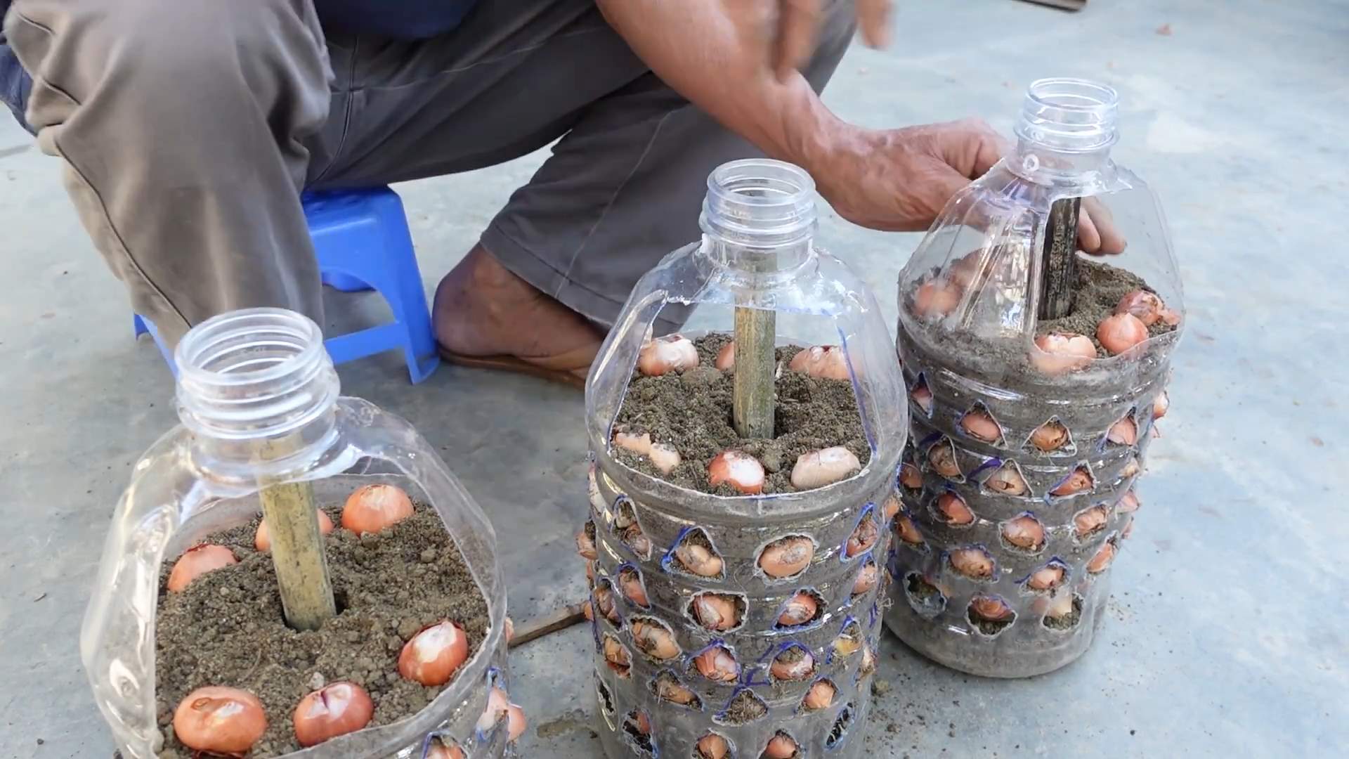 Perpetual onion harvest at home
