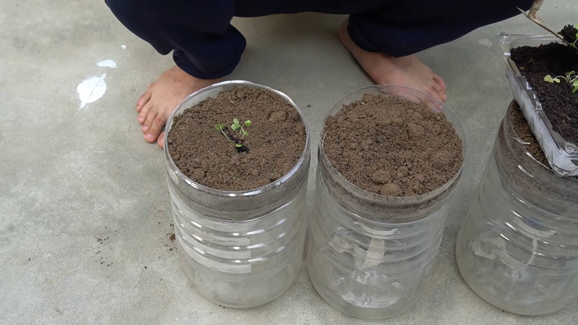 Container strawberry growing routine