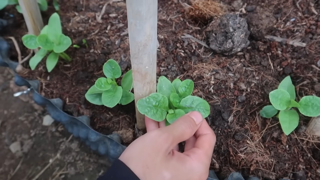 Indoor spinach harvest