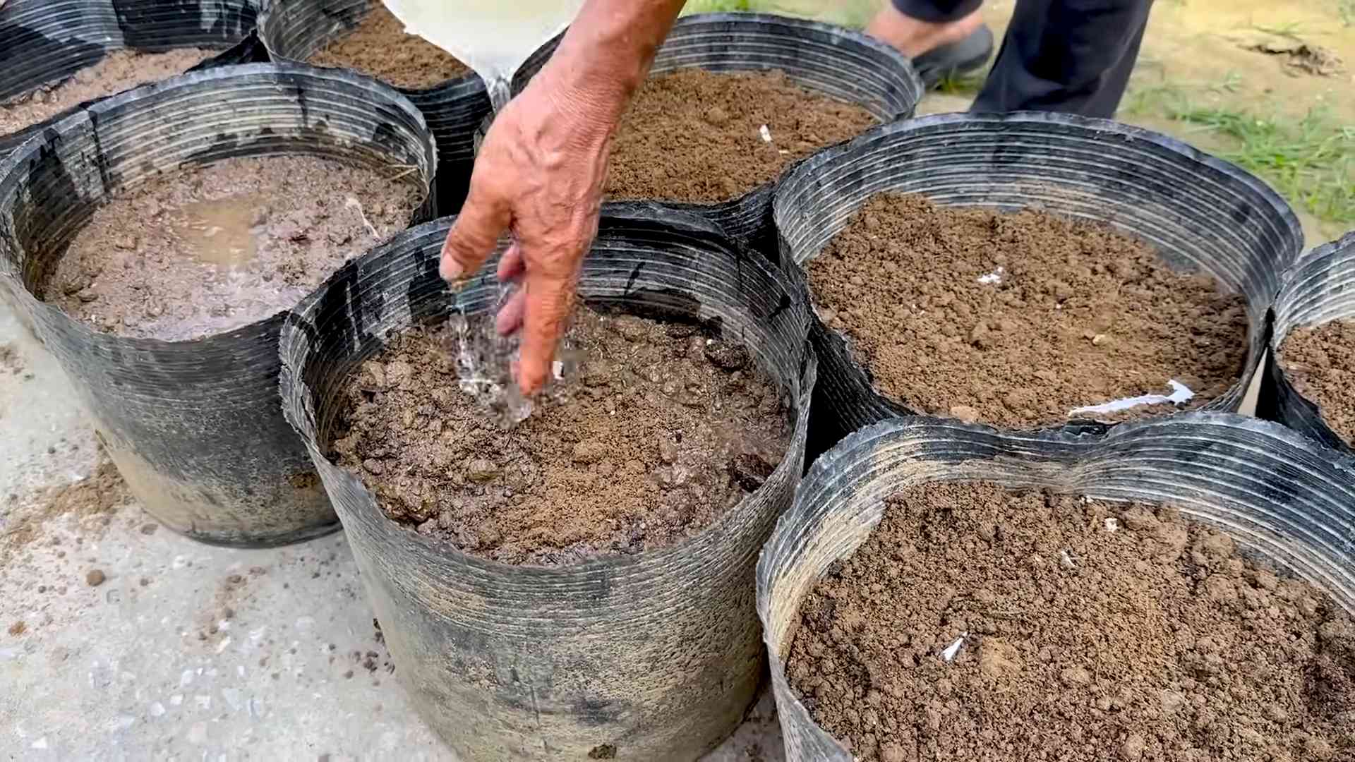 Long bean growing tips