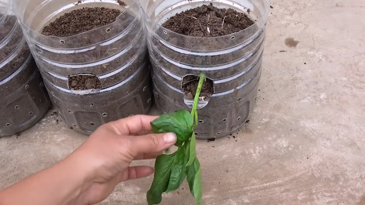 Upcycled bottle bell peppers