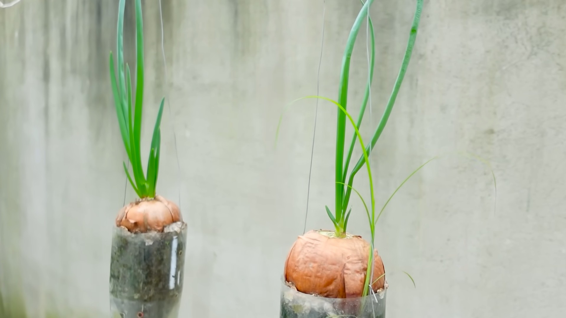 Onion growing plastic bottles
