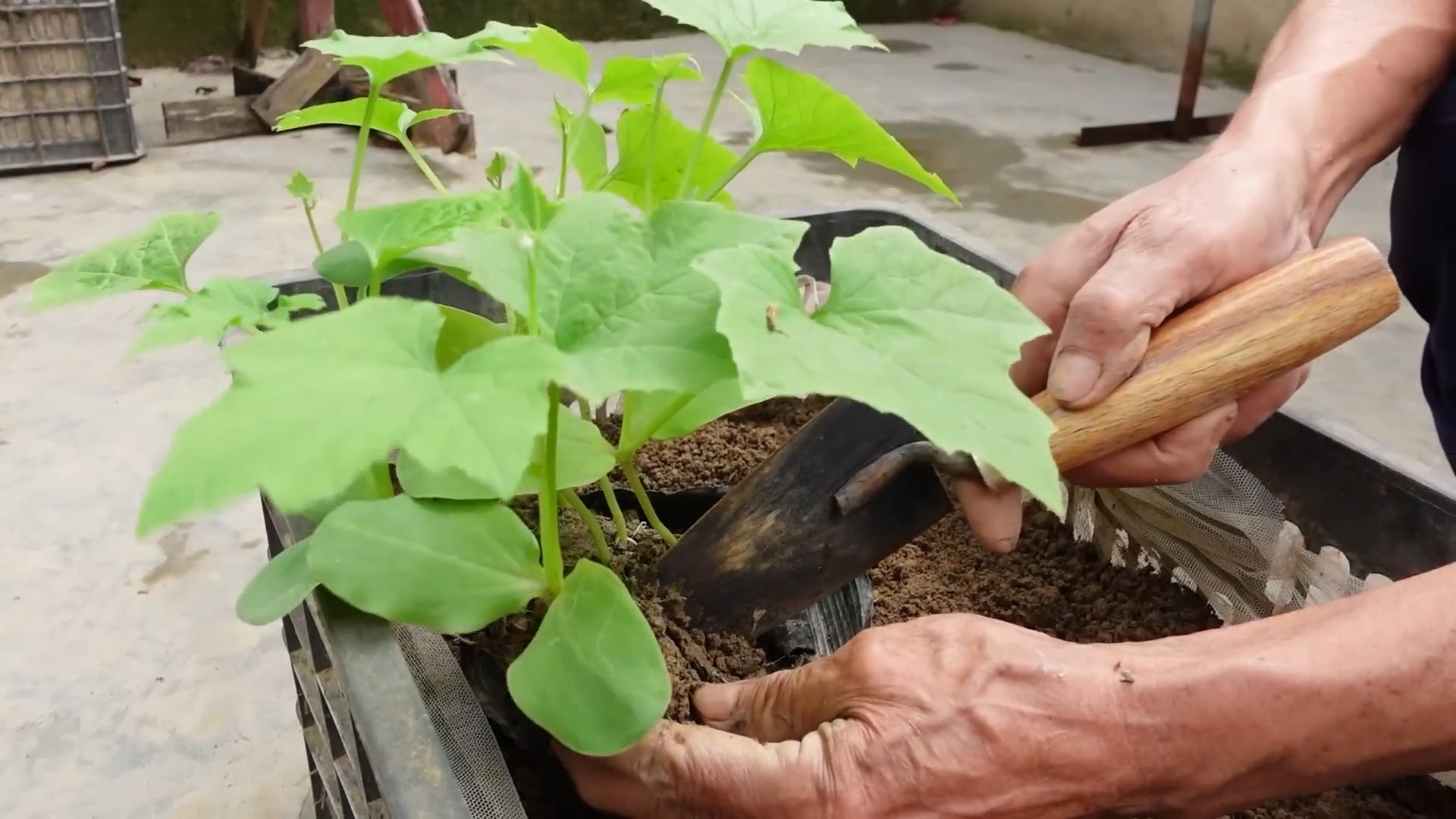 Grow Luffa Backyard Trick