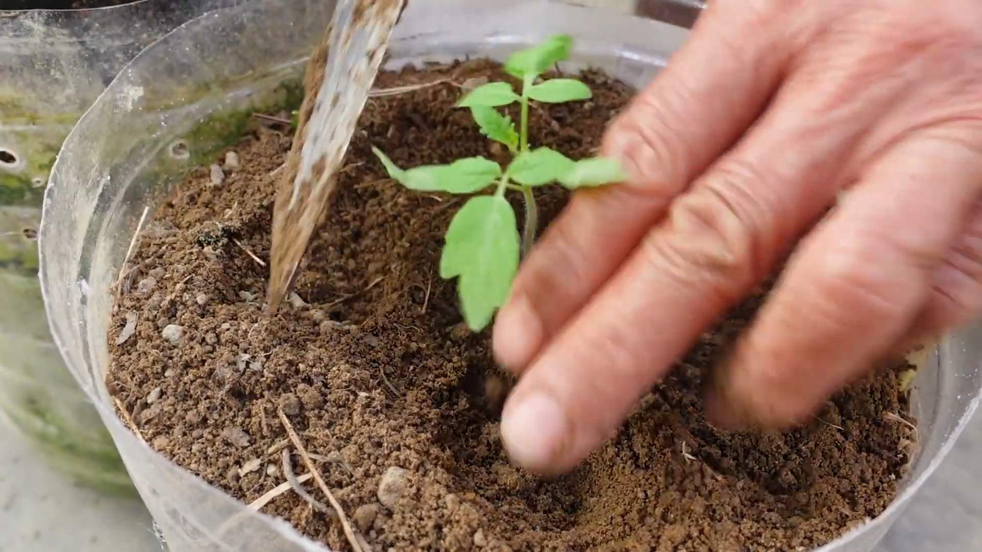 Bottle garden tomatoes