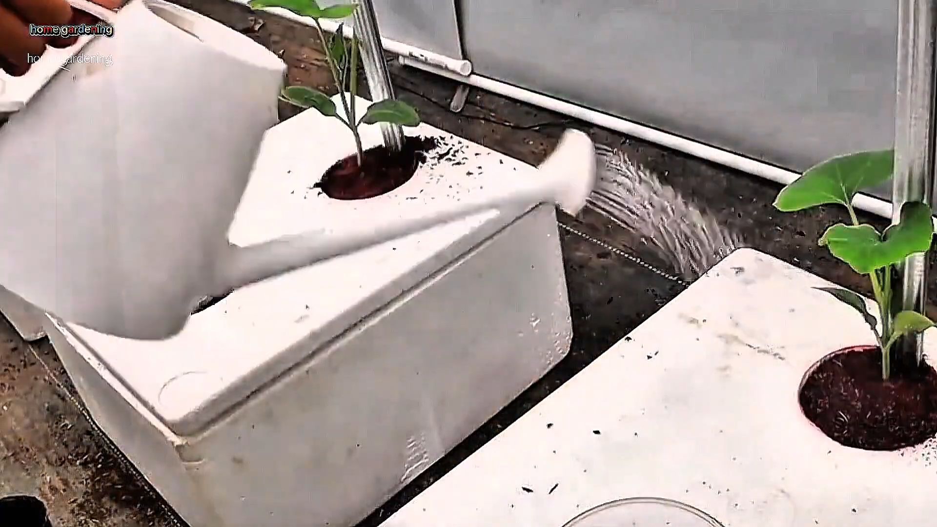 Styrofoam Squash Growing Setup