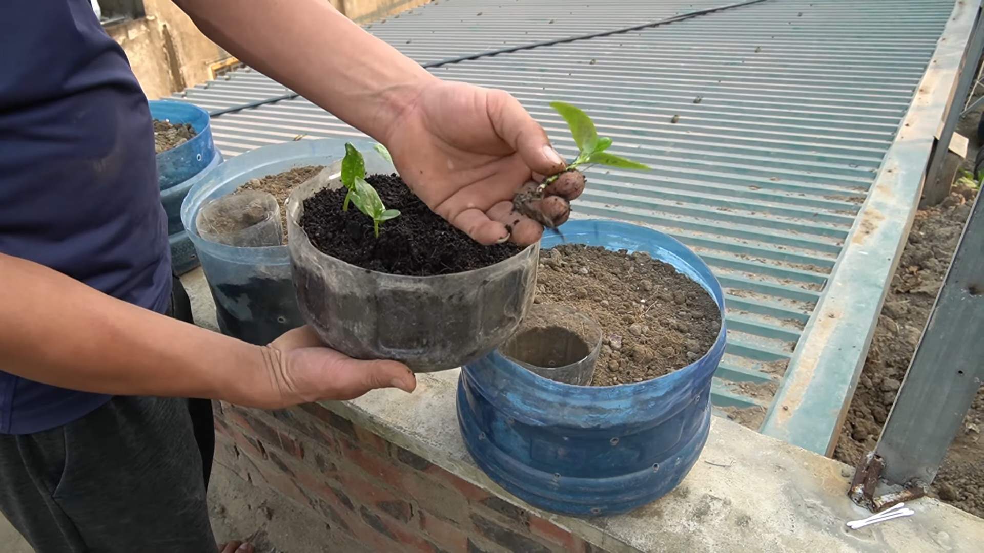 Crunchy cucumbers in pots