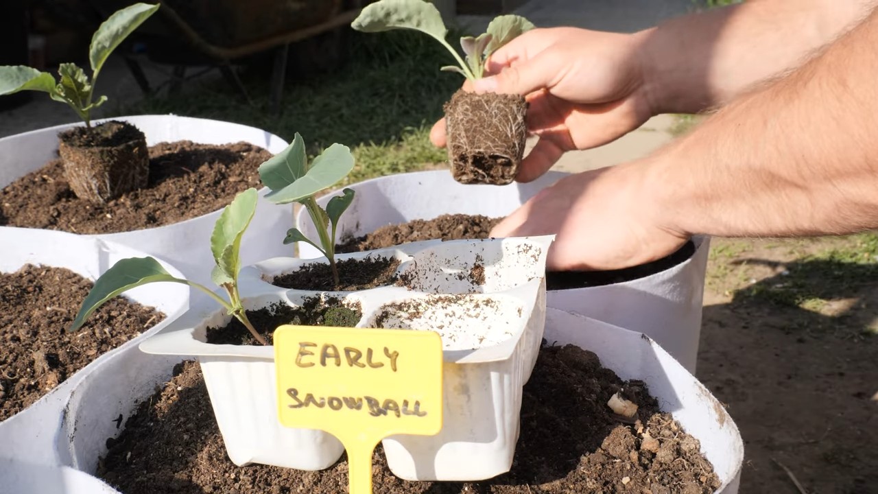 Container Cauliflower Growing Tips