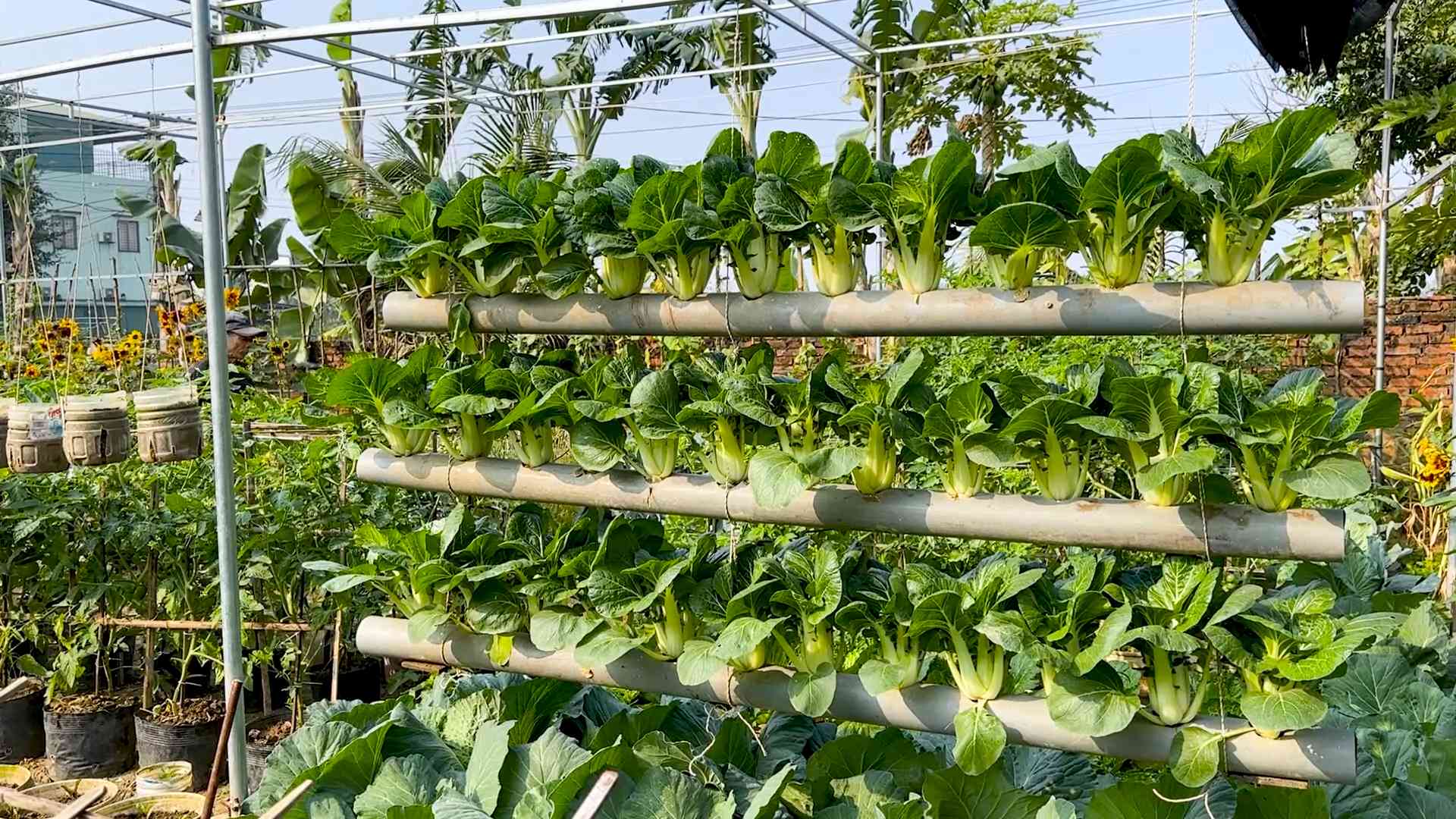Harvesting Bok Choy