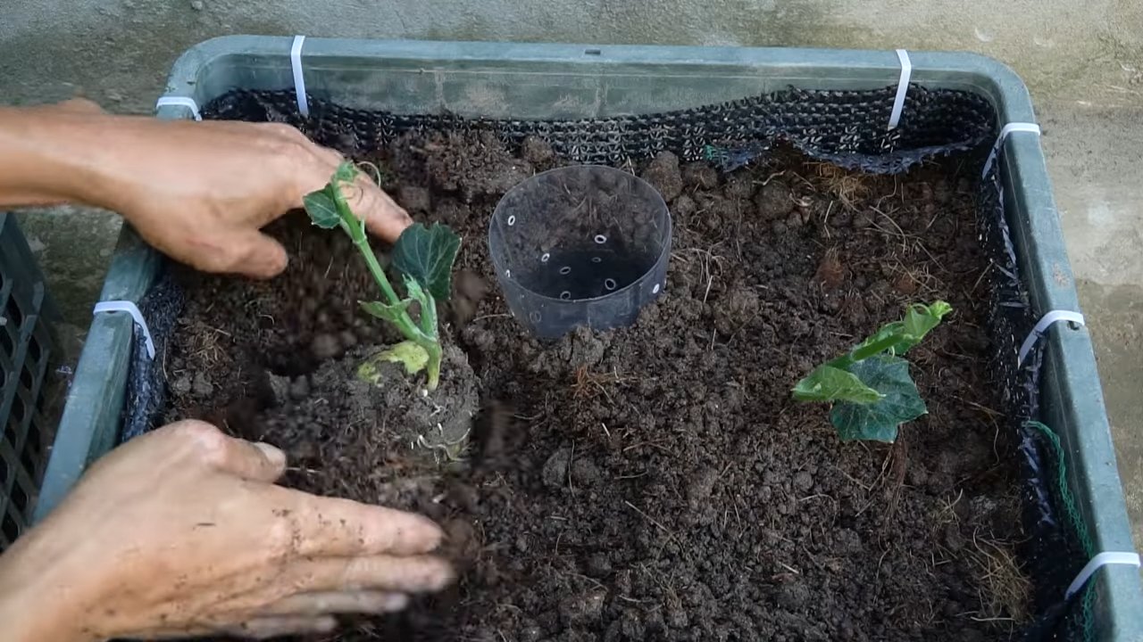 Chayote Garden Productivity Boost