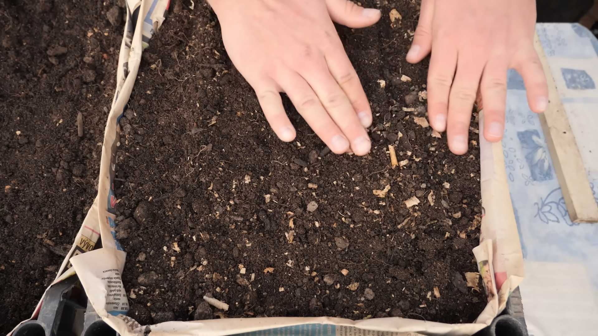 Growing Carrots at Home