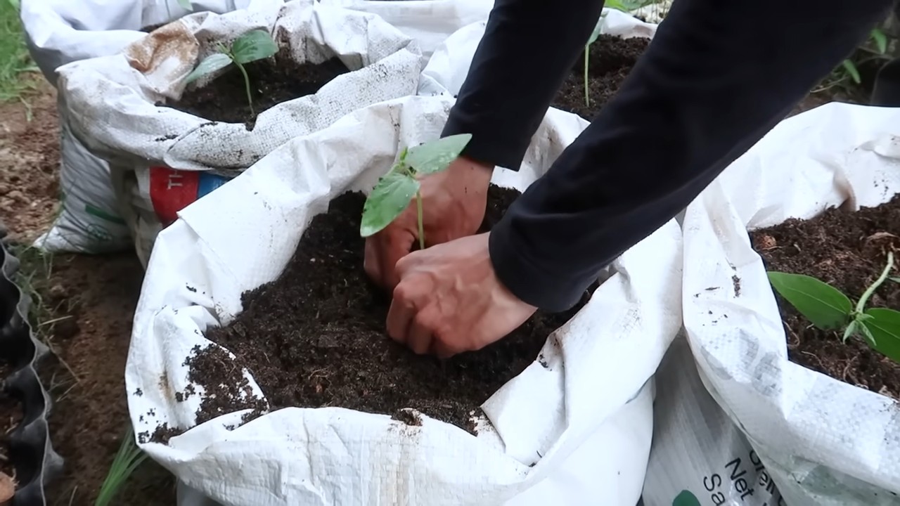 Long bean small space gardening