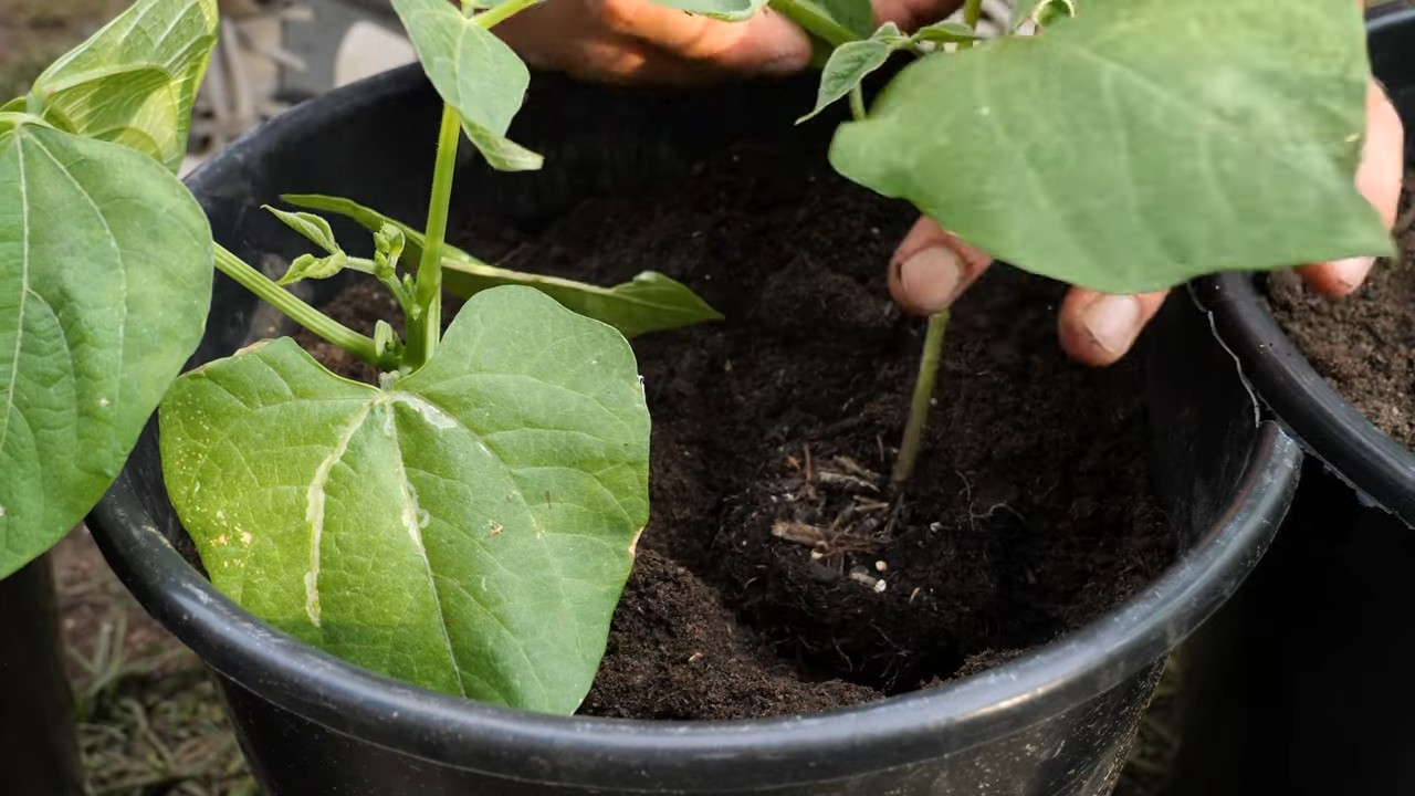 Bush bean pot growing