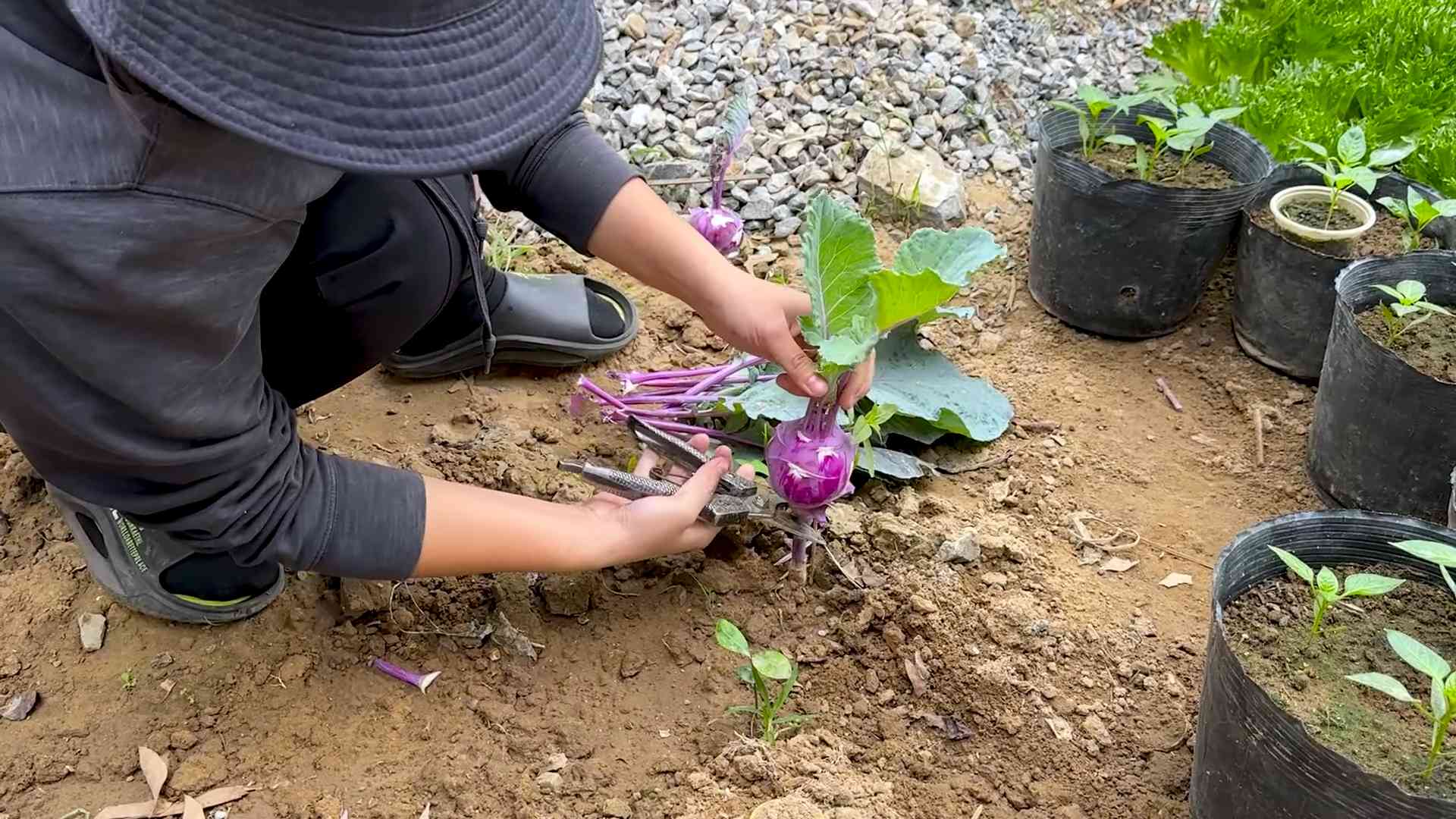Kohlrabi Growing Tips