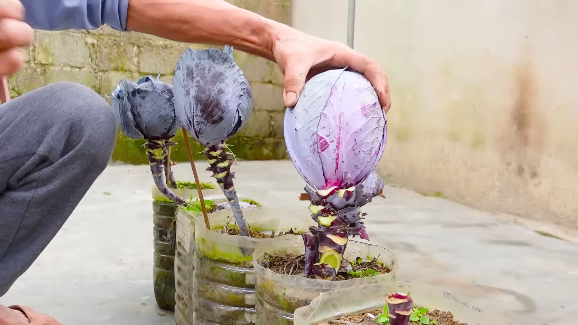Growing Purple Cabbage