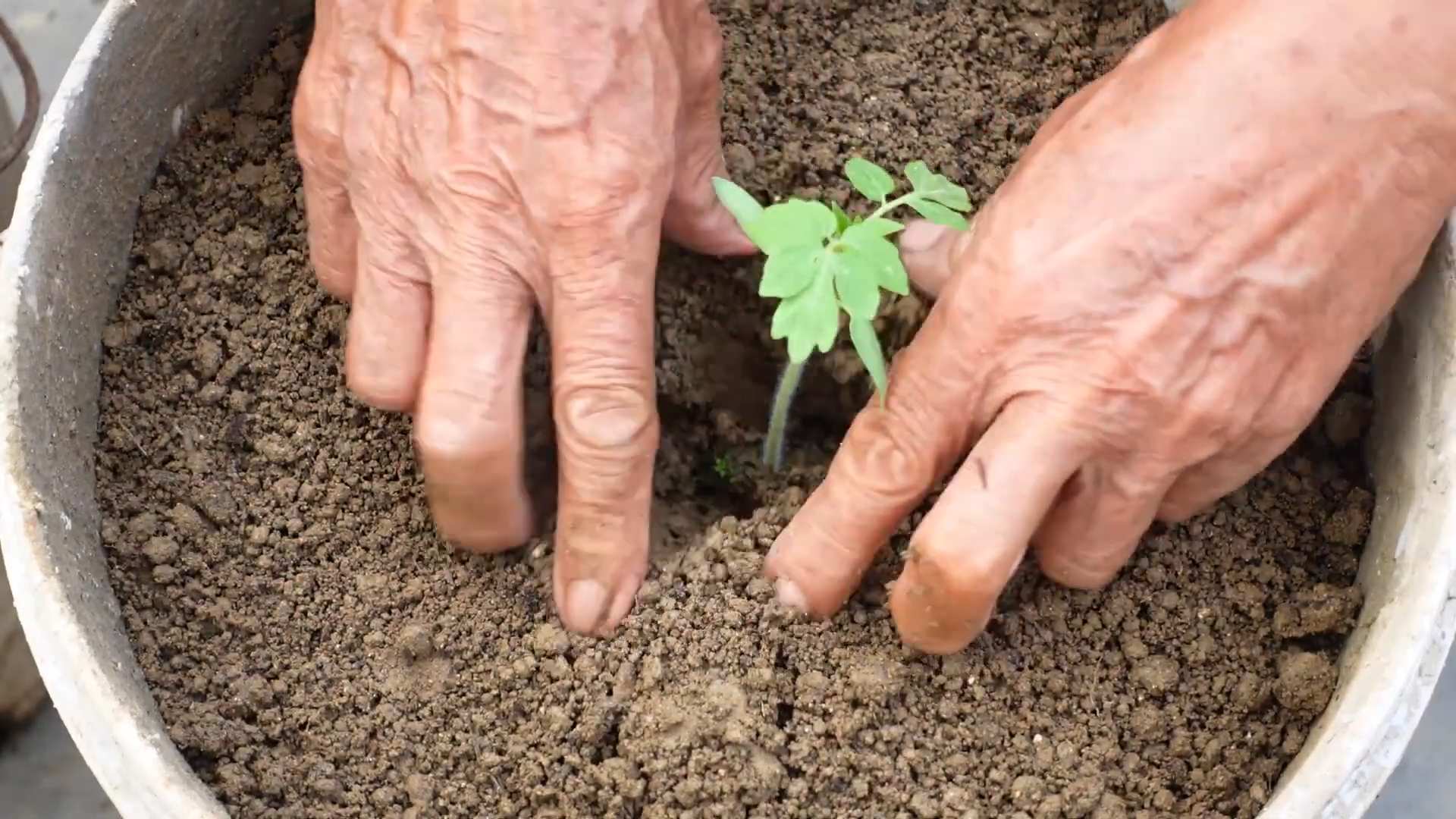 Tomato growing tips