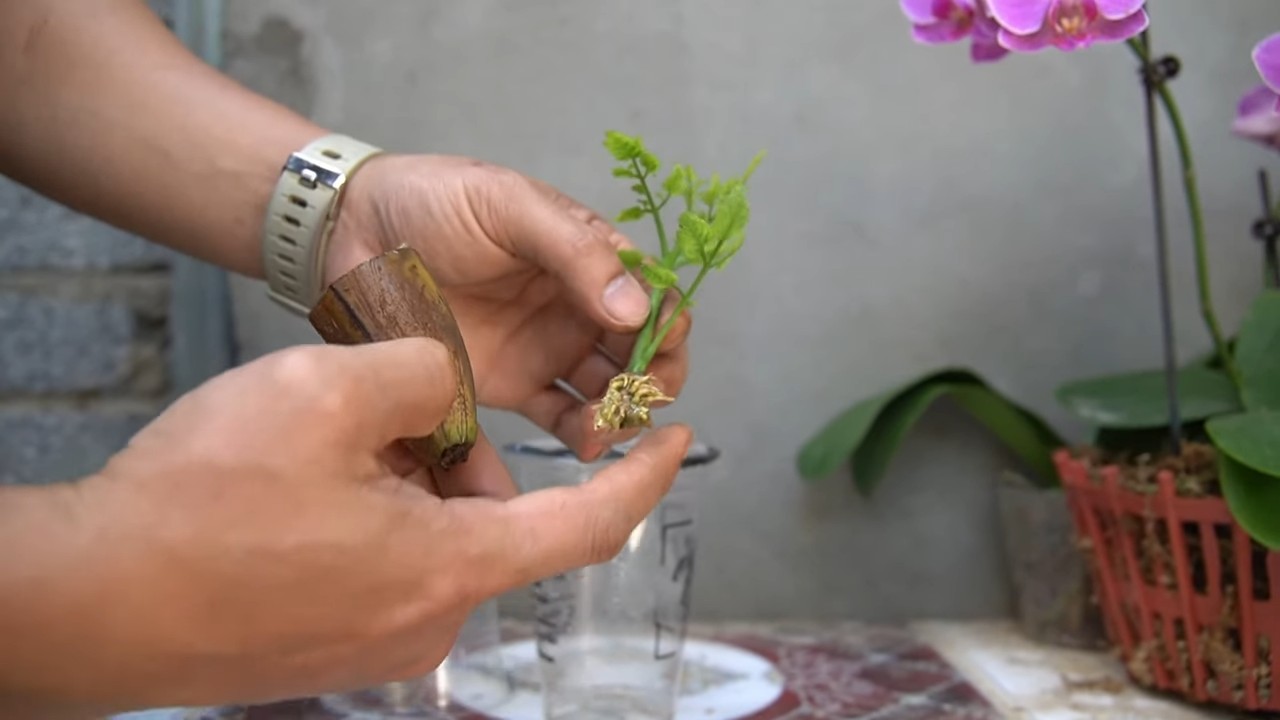 Tomato cutting propagation