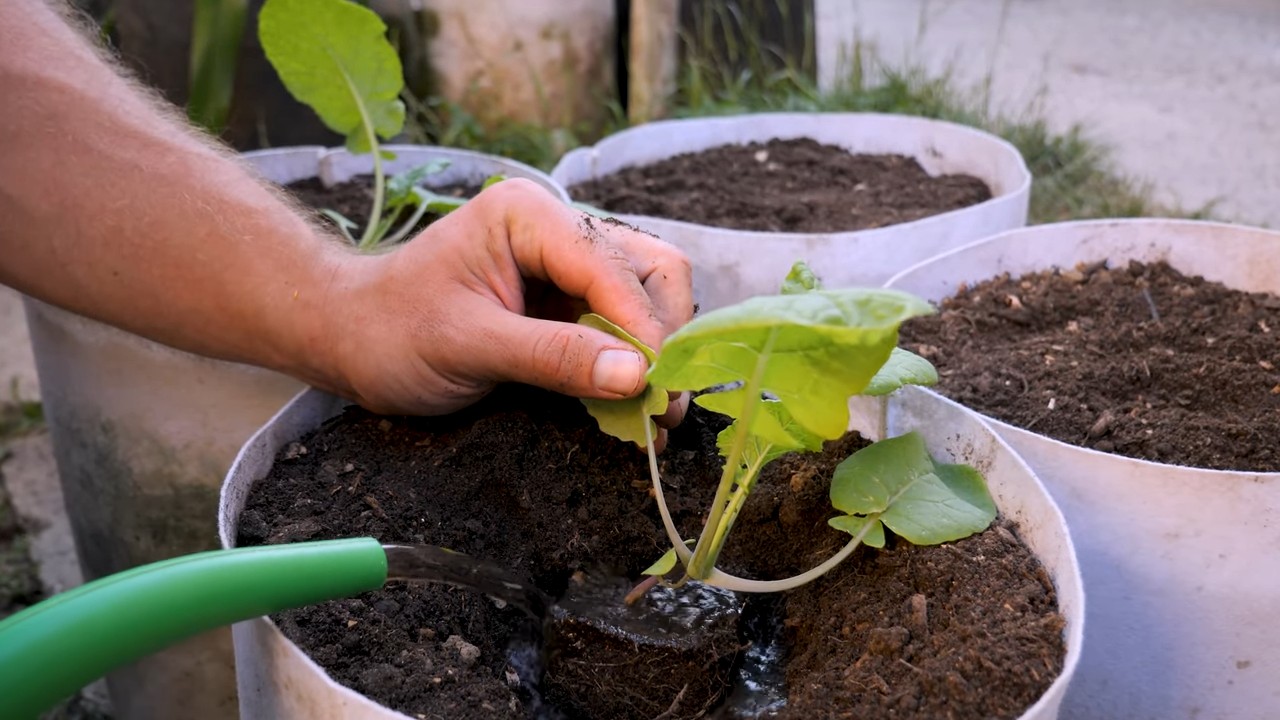 Grow Rutabagas Raised Beds