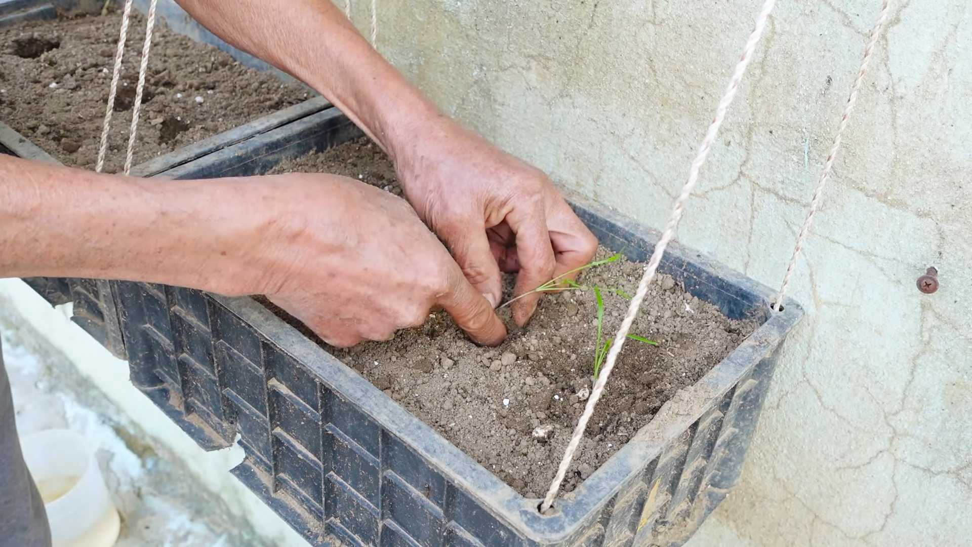 Grow Dill for Fast Harvest