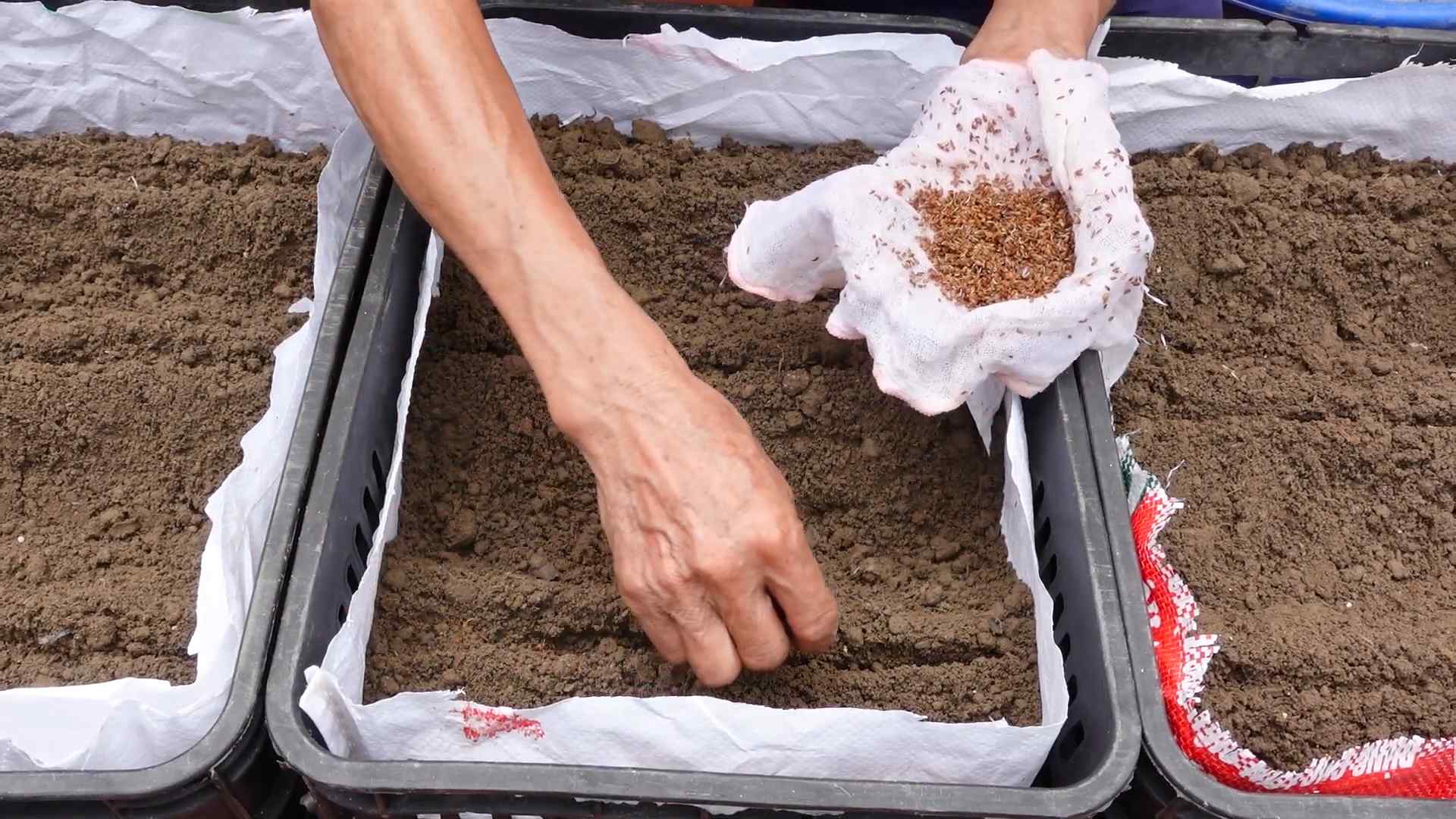Grow carrots small spaces