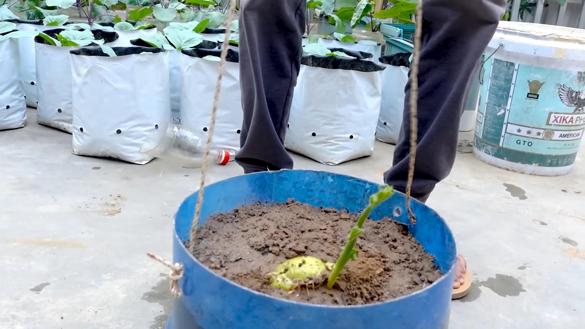 Chayote growing tips