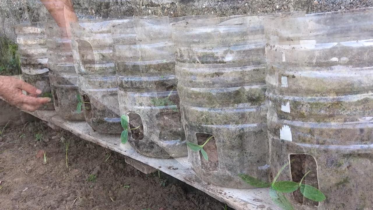 Cucumber harvesting tips