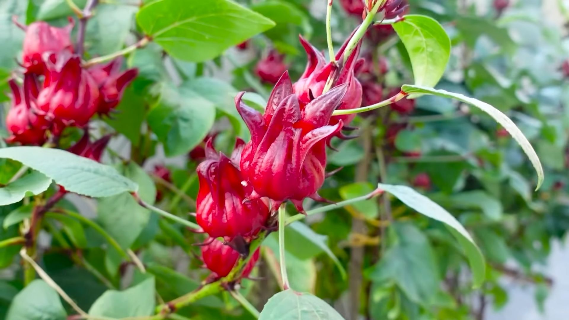 Hibiscus continuous blooming tips