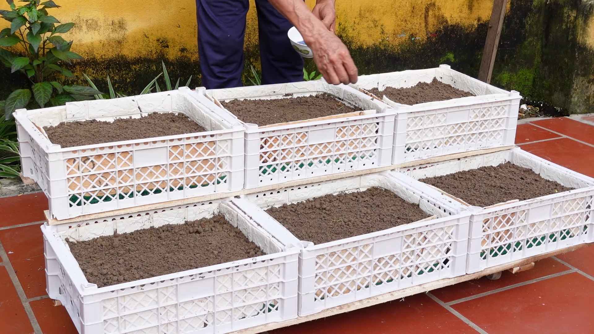 Soiless Vegetable Gardening