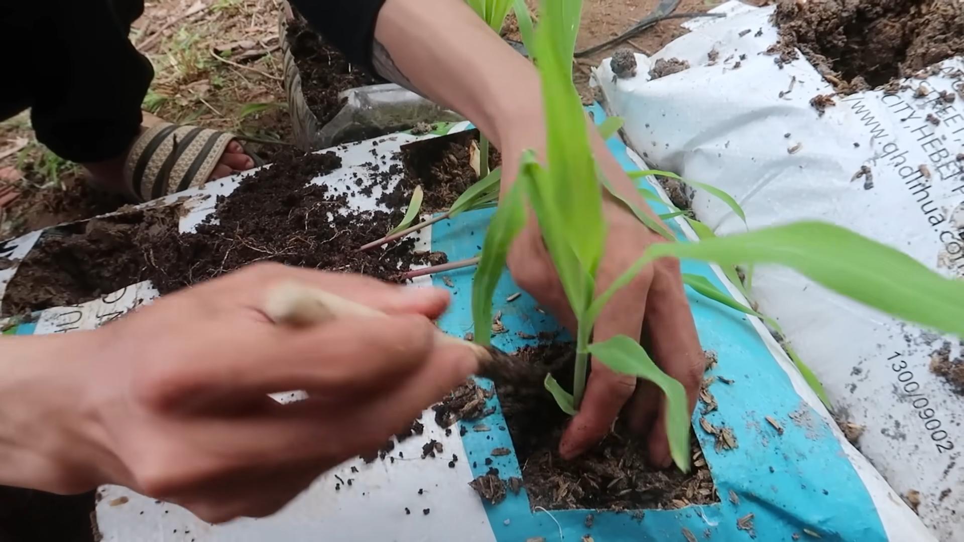 Bag Grown Corn