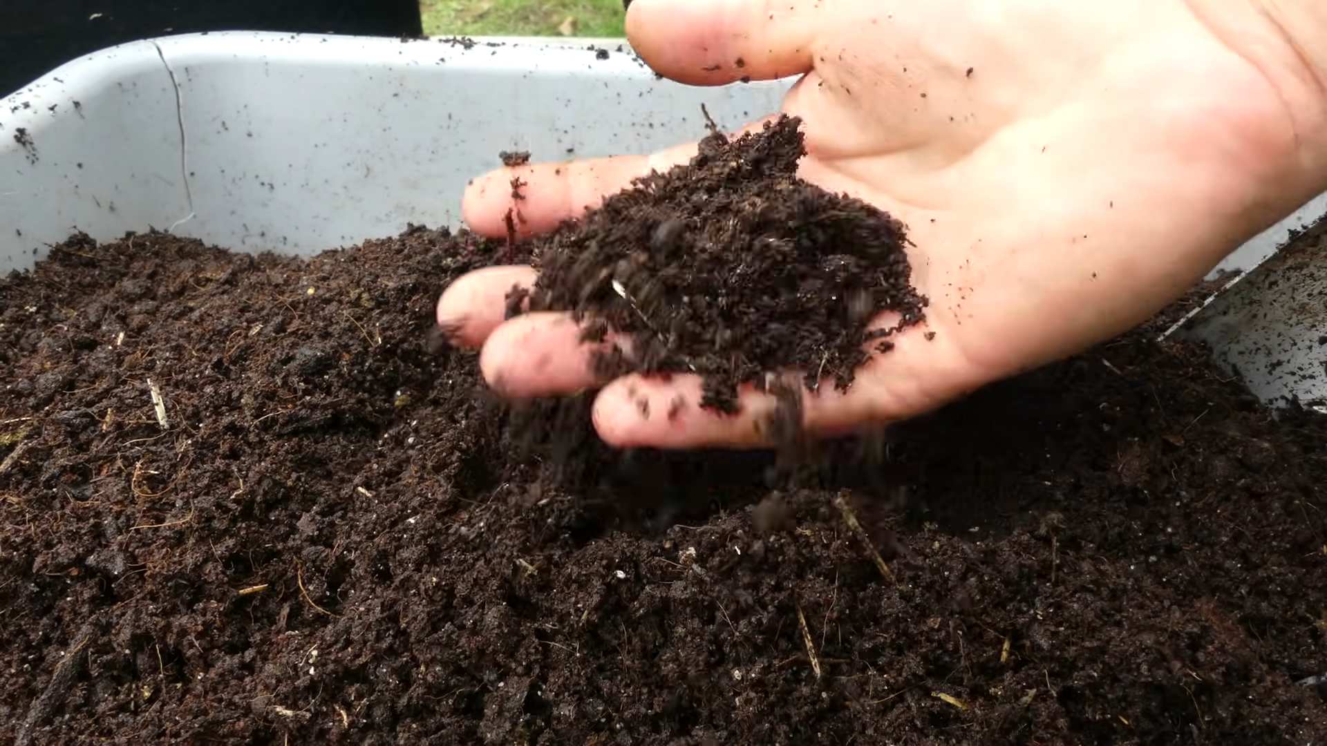 Growing Carrots in Pots