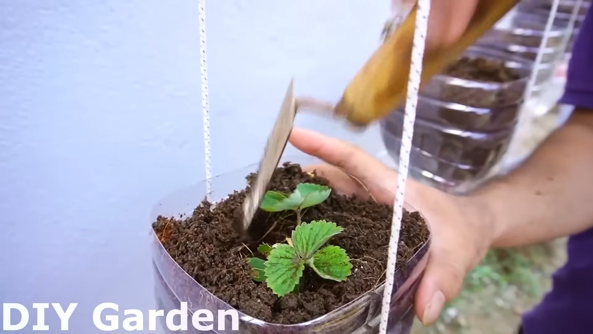 Growing Strawberries at Home