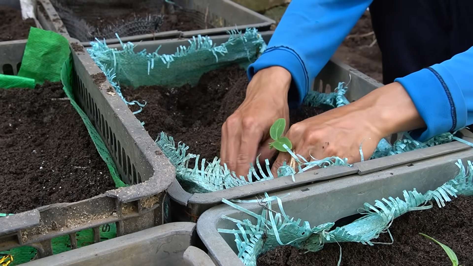 Cucumber gardening hacks