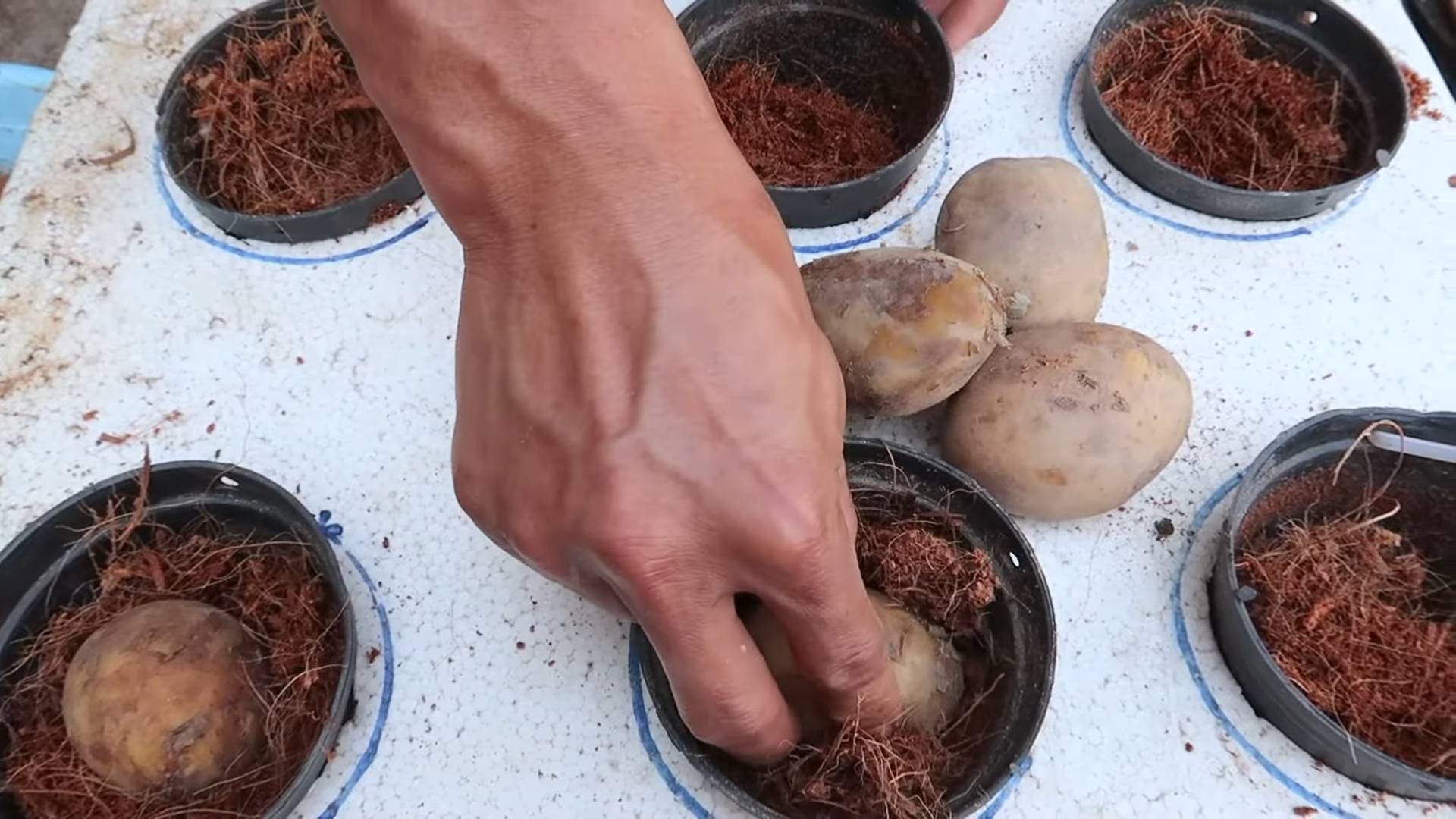 Water Potato Styrofoam Growing