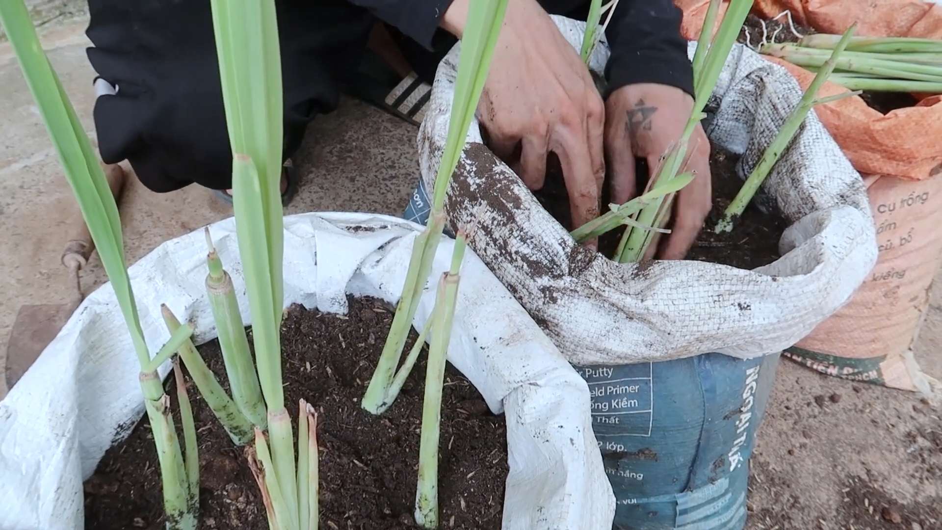 Growing Carrots Indoors