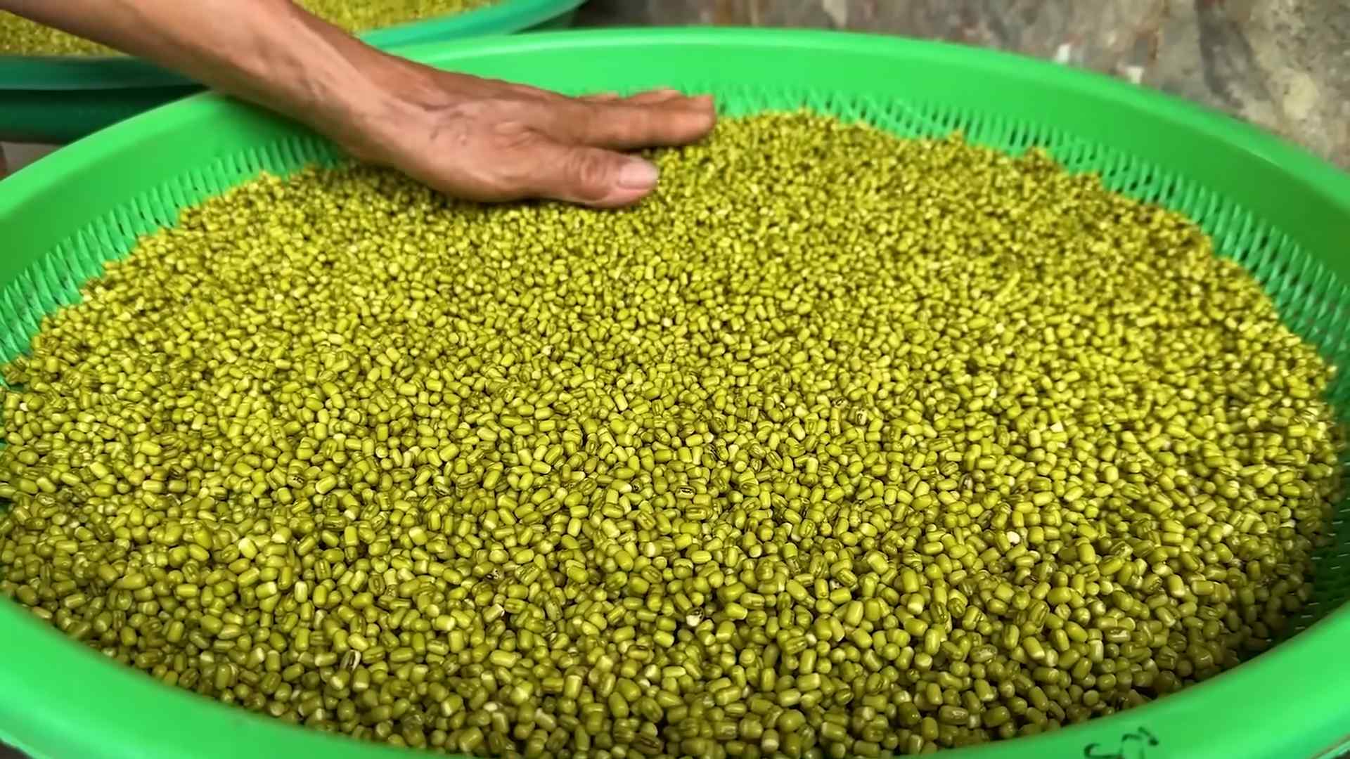 Bean Sprouts DIY Home