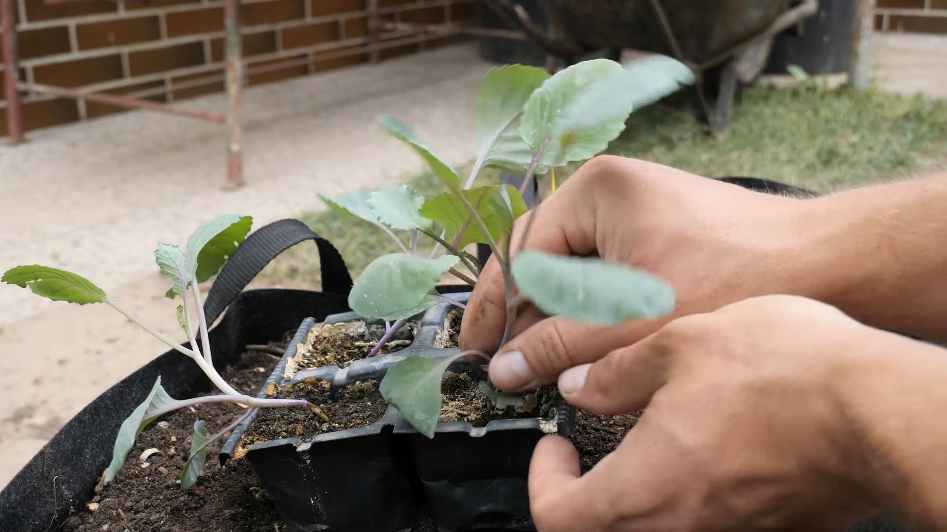 Growing Red Cabbage Beginners