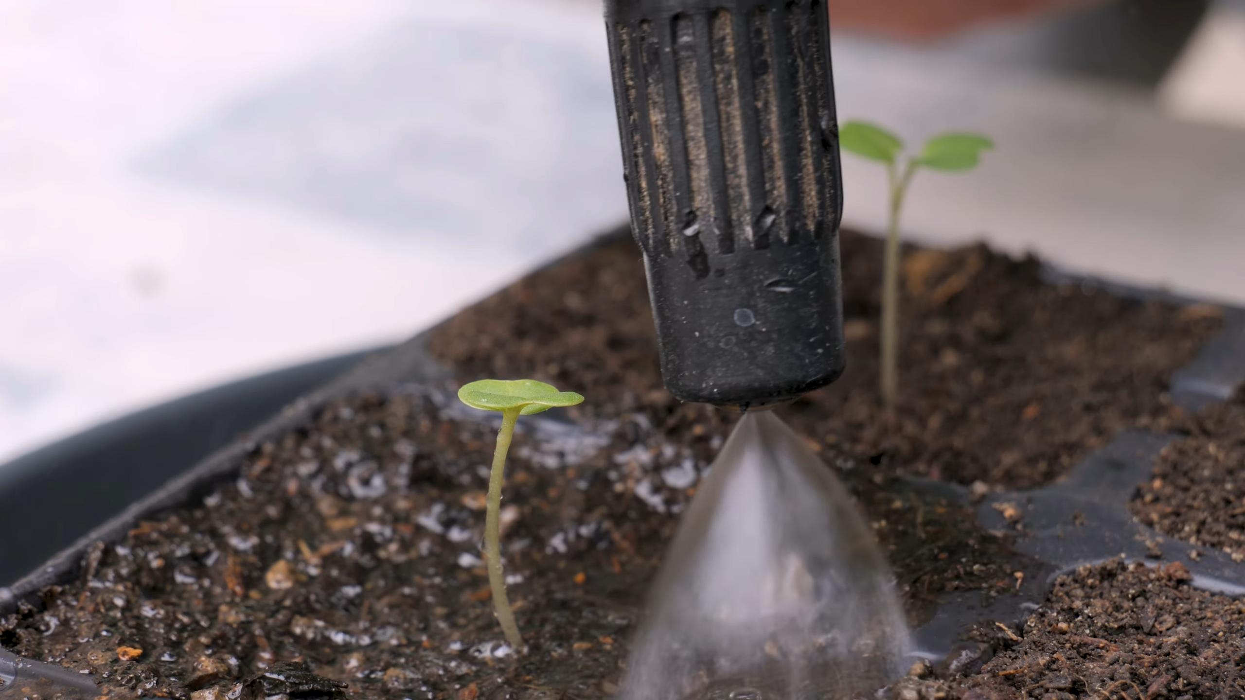 Rutabaga Swede Home Gardening