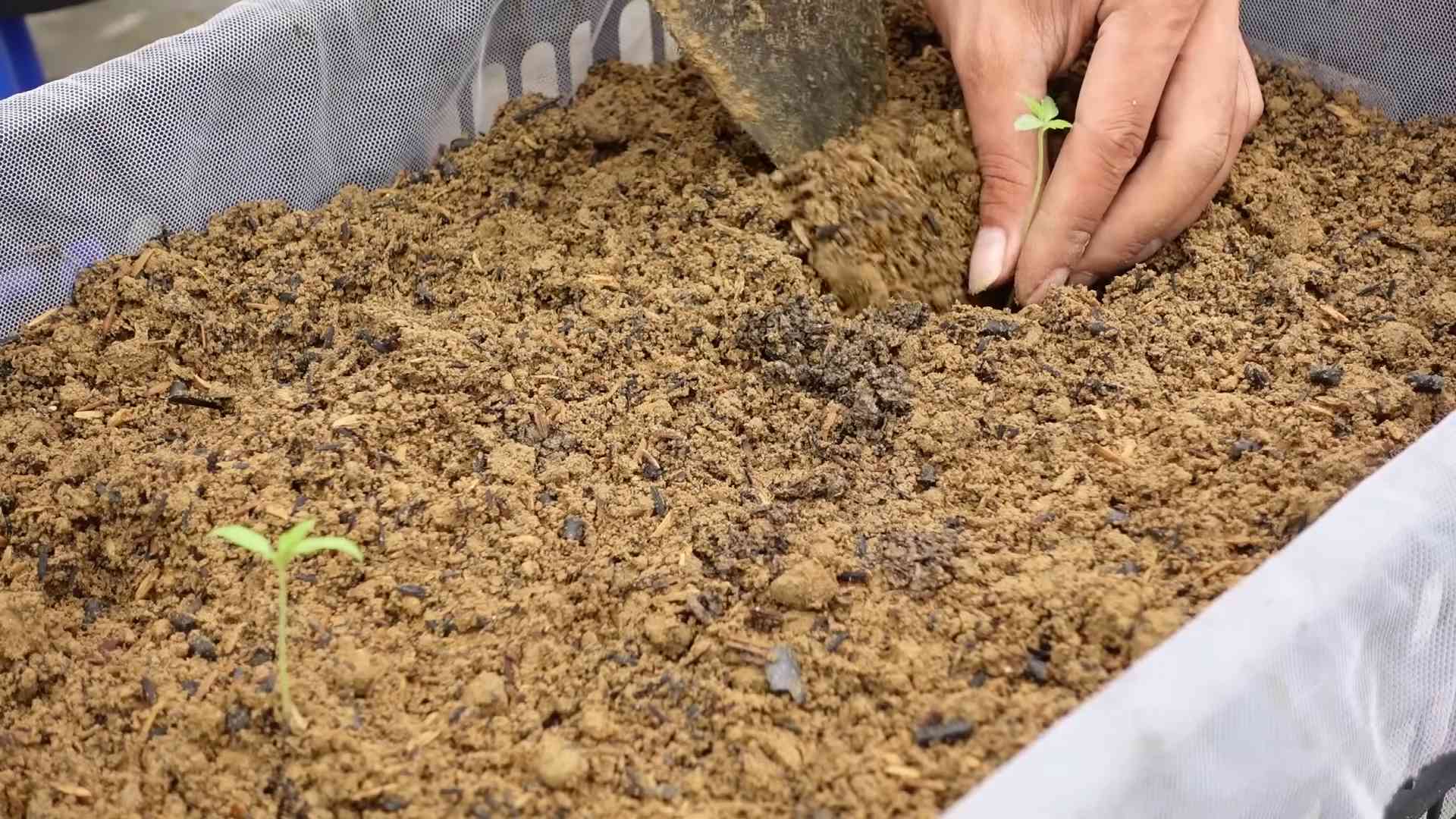 Growing tomatoes at home