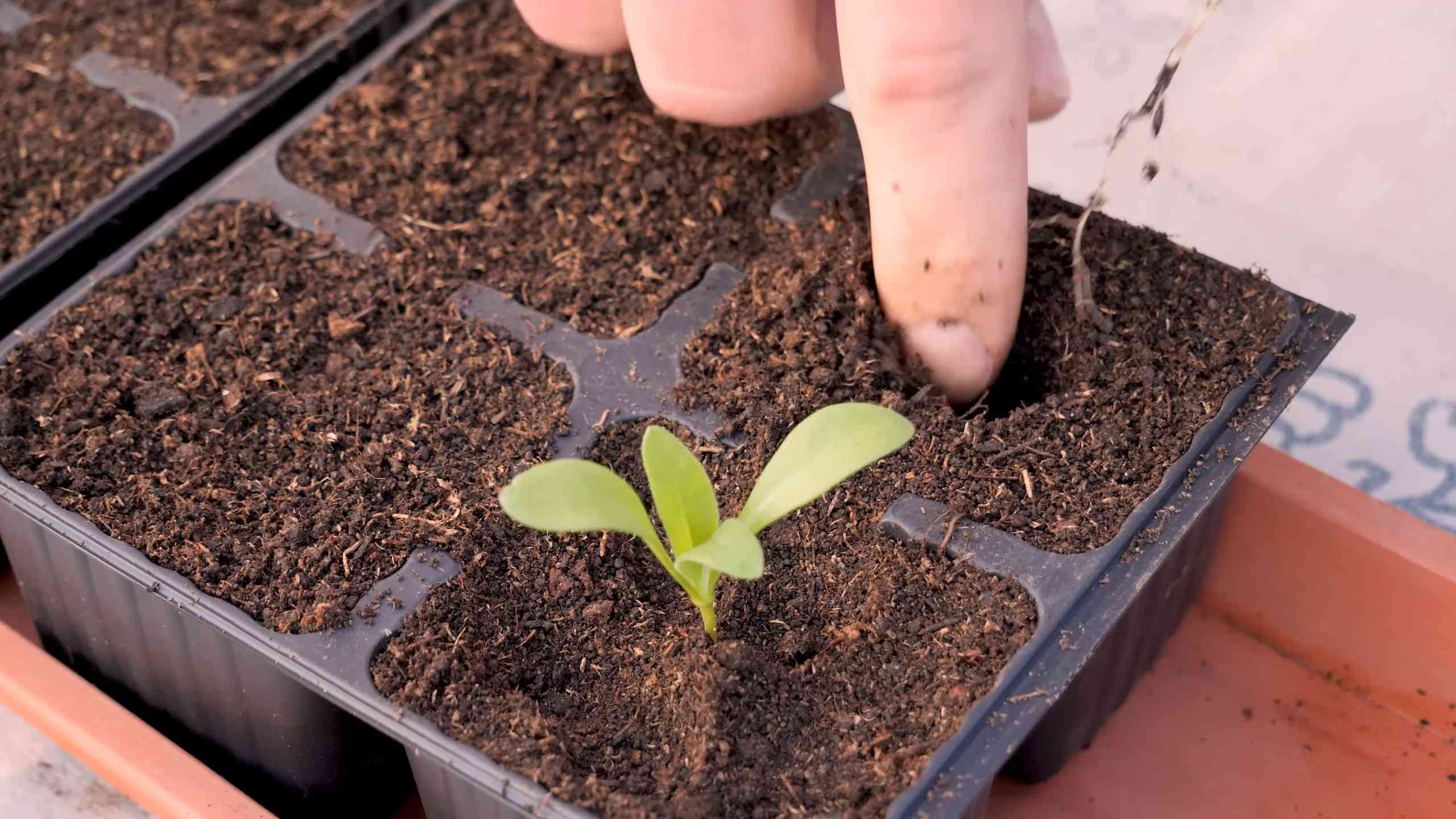 Calendula Container Gardening