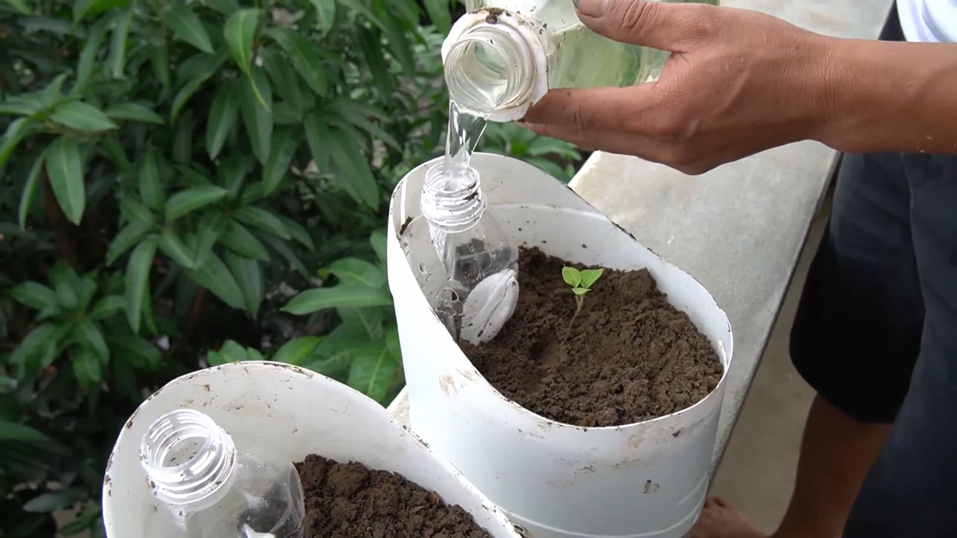 Balcony Bell Peppers Growing Tips